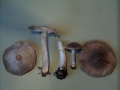 Tricholoma cingulatum - Beringter Erd-Ritterling - Weferlingen