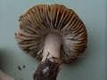 Tricholoma terreum - Erd -Ritterling - Weferlingen