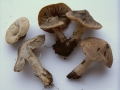 Tricholoma terreum - Erd -Ritterling - Weferlingen