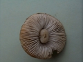 Tricholoma terreum - Erd -Ritterling - Weferlingen