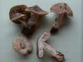 Tricholoma terreum - Erd -Ritterling - Weferlingen