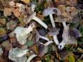 Tricholoma&nbsp;portentosum&nbsp;-&nbsp;Schwarzfaseriger Ritterling&nbsp;-&nbsp;Weferlingen