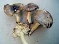 Tricholoma&nbsp;portentosum&nbsp;-&nbsp;Schwarzfaseriger Ritterling&nbsp;-&nbsp;Weferlingen