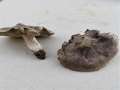 Tricholoma atrosquamosum - Schwarzschuppiger Ritterling - Weferlingen