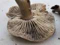 Tricholoma atrosquamosum - Schwarzschuppiger Ritterling - Weferlingen