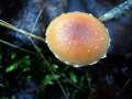 Tubaria furfuracea - Winter,Gemeiner Trompetenschnitzling - Hdingen