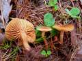 Tubaria furfuracea - Gemeiner Trompetenschnitzling - Hdingen