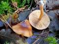 Tubaria&nbsp;furfuracea&nbsp;-&nbsp;Gemeiner Trompetenschnitzling&nbsp;-&nbsp;H�dingen