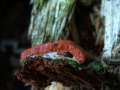 Tubifera ferruginosa - Schleimpilz - Hdingen
