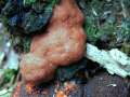 Tubifera ferruginosa - Schleimpilz - Hdingen