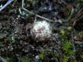 Tulostoma brumale - Zitzen Stielbovist - Hohenwarthe