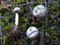 Tulostoma brumale - Zitzen Stielbovist - Hohenwarthe