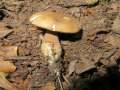 Tylopilus&nbsp;felleus&nbsp;-&nbsp;Gallenr�hrling&nbsp;-&nbsp;Flechtingen