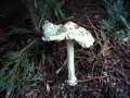 Volvariella&nbsp;gloiocephala&nbsp;-&nbsp;Gro�er Scheidling&nbsp;-&nbsp;H�dingen