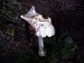 Volvariella&nbsp;gloiocephala&nbsp;-&nbsp;Gro�er Scheidling&nbsp;-&nbsp;H�dingen