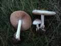 Volvariella&nbsp;gloiocephala&nbsp;-&nbsp;Gro�er Scheidling&nbsp;-&nbsp;H�dingen