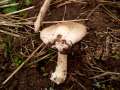 Volvariella gloiocephala - Groer Scheidling - Hdingen