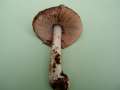 Volvariella gloiocephala - Groer Scheidling - Hdingen