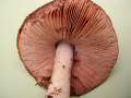 Volvariella gloiocephala - Groer Scheidling - Hdingen