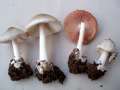 Volvariella gloiocephala - Groer Scheidling - Hdingen