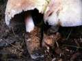Volvariella bombycina var.flaviceps - Wolliger Scheidling - Seggerde