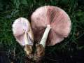Volvariella bombycina var.flaviceps - Wolliger Scheidling - Seggerde
