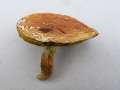 Xerocomellus&nbsp;chrysenteron&nbsp;-&nbsp;Rotfu�r�hrling&nbsp;-&nbsp;H�dingen