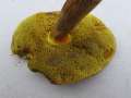 Xerocomellus&nbsp;chrysenteron&nbsp;-&nbsp;Rotfu�r�hrling&nbsp;-&nbsp;H�dingen