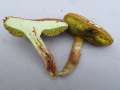 Xerocomellus&nbsp;chrysenteron&nbsp;-&nbsp;Rotfu�r�hrling&nbsp;-&nbsp;H�dingen