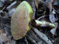 Xerocomus subtomentosus - Brauner Filzrhrling - Hdingen