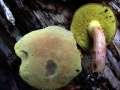 Xerocomus subtomentosus - Ziegenlippe - Hdingen