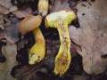 Hortiboletus engelii - Eichen-Filzrhrling - Hdingen