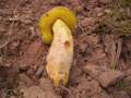 Xerocomus subtomentosus - Ziegenlippe - Hdingen