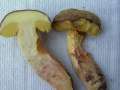 Xerocomus subtomentosus - Ziegenlippe - Hdingen
