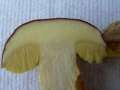 Xerocomus subtomentosus - Ziegenlippe - Hdingen