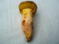 Xerocomus subtomentosus - Ziegenlippe - Hdingen