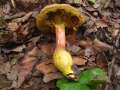 Hortiboletus engelii - Eichen-Filzrhrling - Hdingen