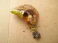 Hortiboletus engelii - Eichen-Filzrhrling - Hdingen