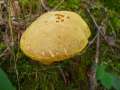 Xerocomus subtomentosus - Ziegenlippe - Hdingen