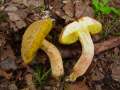 Xerocomus subtomentosus - Ziegenlippe - Hdingen