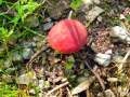 Hortiboletus rubellus - Blutroter Rhrling - Hdingen
