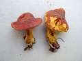Hortiboletus engelii - Eichen-Filzrhrling - Hdingen