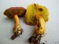 Hortiboletus engelii - Eichen-Filzrhrling - Hdingen