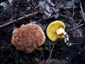 Xerocomus subtomentosus - Brauner Filz Rhrling - Weferlingen