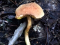 Xerocomus subtomentosus - Brauner Filz Rhrling - Weferlingen