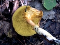 Xerocomus subtomentosus - Brauner Filz Rhrling - Weferlingen