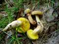 Xerocomus subtomentosus - Ziegenlippe - Weferlingen