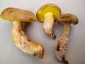 Xerocomus subtomentosus - Ziegenlippe - Weferlingen