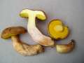 Xerocomus subtomentosus - Ziegenlippe - Weferlingen