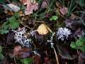 Xylaria hypoxylon - Geweihfrmige Holzkeule - Hdingen